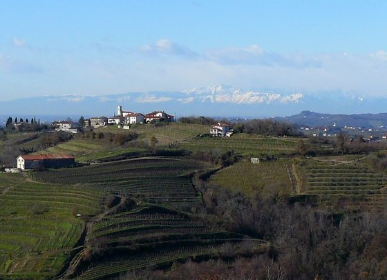 Collio vyds.JPG